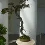 Smoke Tree Bonsai Tree Care Guide (Cotinus coggygria)