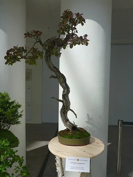 Smoke Tree Bonsai Tree Care Guide (Cotinus coggygria) - Bonsai Tree Gardener