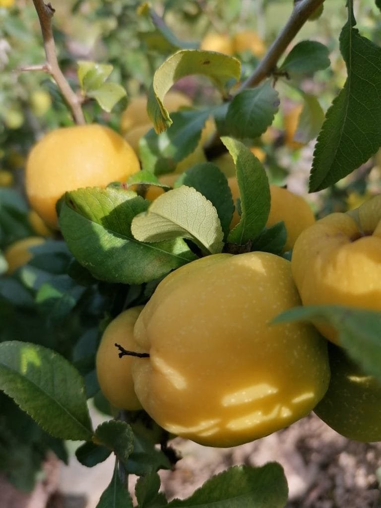 Quince Bonsai Tree Care Guide (Cydonia oblonga)