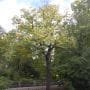 Diospyros virginiana Bonsai Tree Care Guide