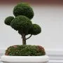 Elaeagnus Bonsai Tree Care Guide