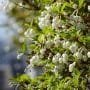 Enkianthus Bonsai Tree Care Guide