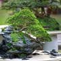 Eugenia Bonsai Tree Care Guide