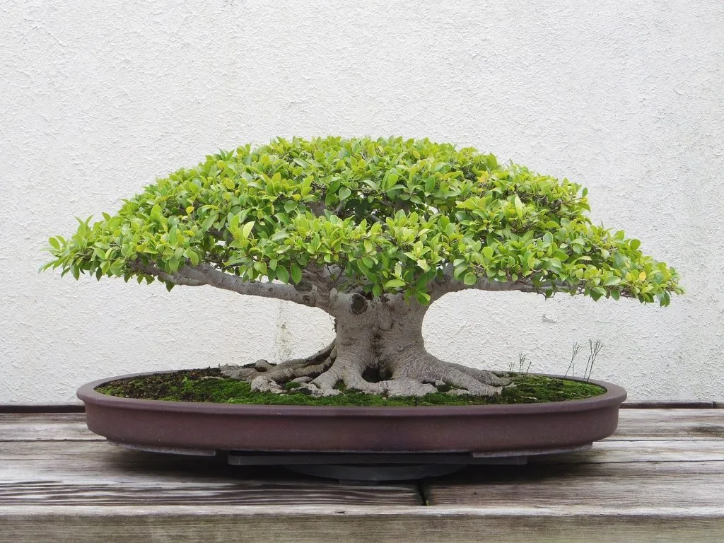 Euonymus Bonsai Tree Care Guide