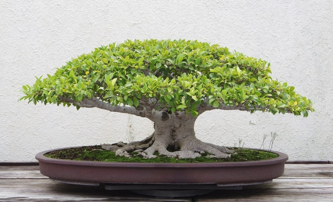Euonymus Bonsai Tree Care Guide Bonsai Tree Gardener