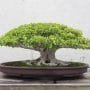 Euonymus Bonsai Tree Care Guide