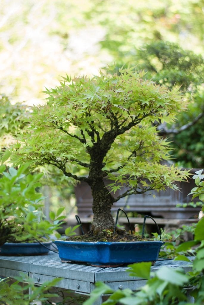 Euphorbia balsamifera Bonsai Tree Care Guide