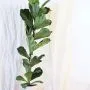 Ficus benghalensis Bonsai Tree Care Guide