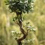 Ficus benjamina Bonsai Tree Care Guide