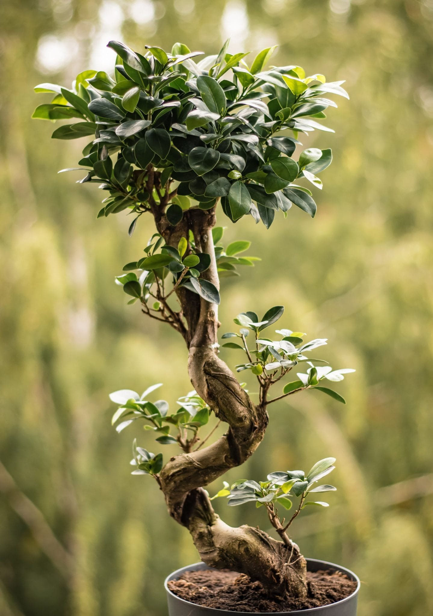 Ficus Bonzai