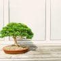 Ficus microcarpa Bonsai Tree Care Guide