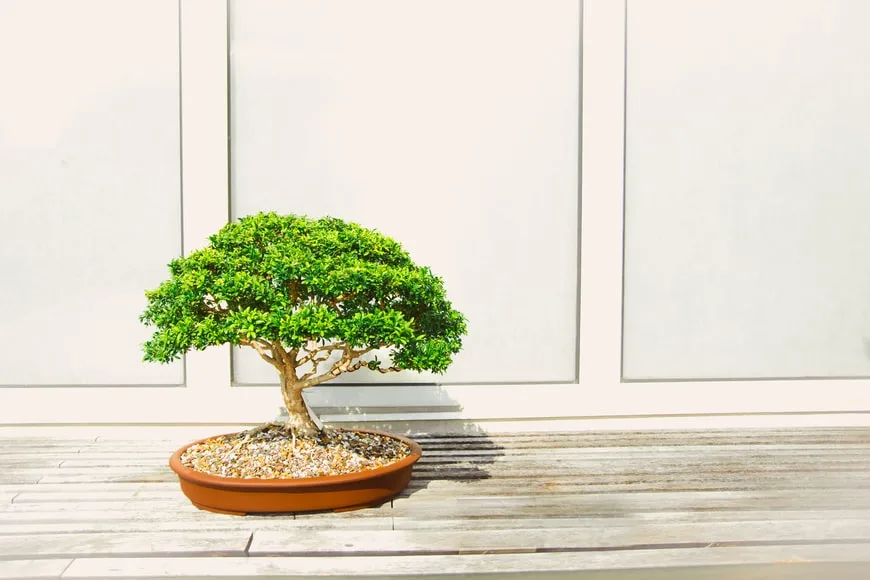 gumtree bonsai Large Sweetgum (Liquidambar) Specimen Bonsai main image 0