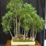 Ficus neriifolia Bonsai Tree Care Guide
