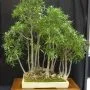 Ficus neriifolia Bonsai Tree Care Guide