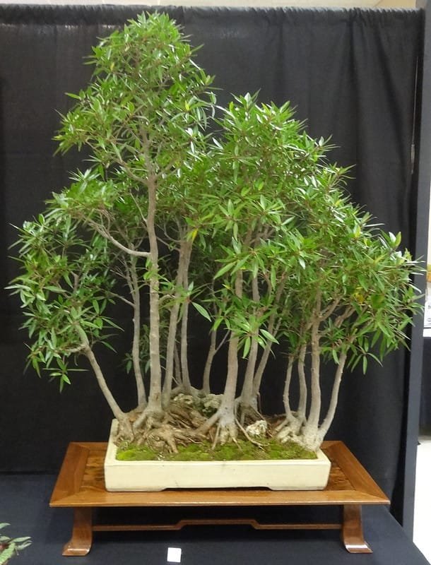 Ficus neriifolia Bonsai Tree Care Guide