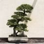 Ficus rubiginosa Bonsai Tree Care Guide