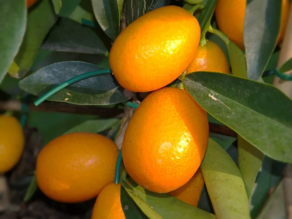 Kumquat Bonsai Tree Care Guide (Fortunella hindsii)
