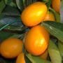 Kumquat Bonsai Tree Care Guide (Fortunella hindsii)