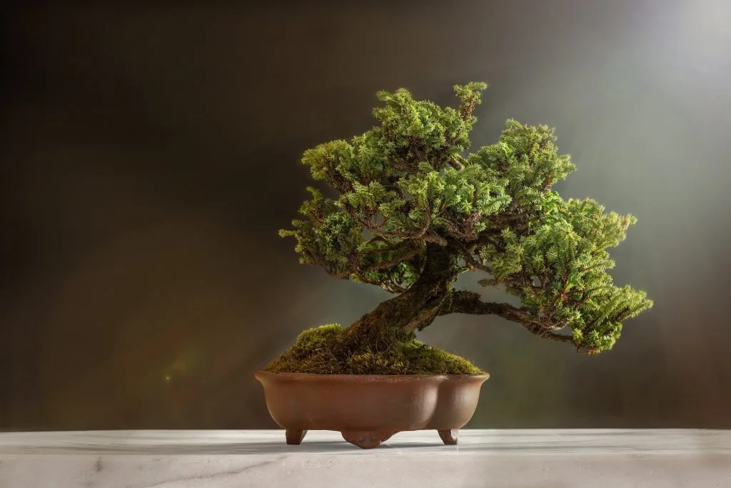Ash Bonsai Tree Care Guide (Fraxinus)
