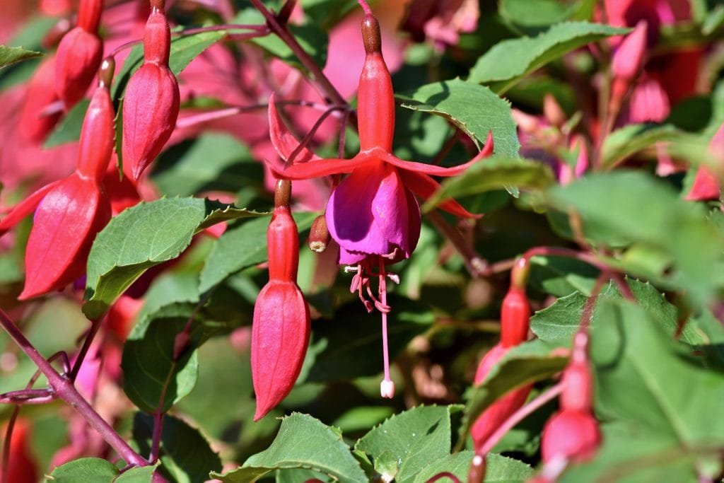 Fuchsia Bonsai Tree Care Guide