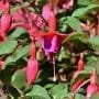 Fuchsia Bonsai Tree Care Guide