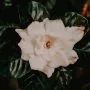 Gardenia Bonsai Tree Care Guide