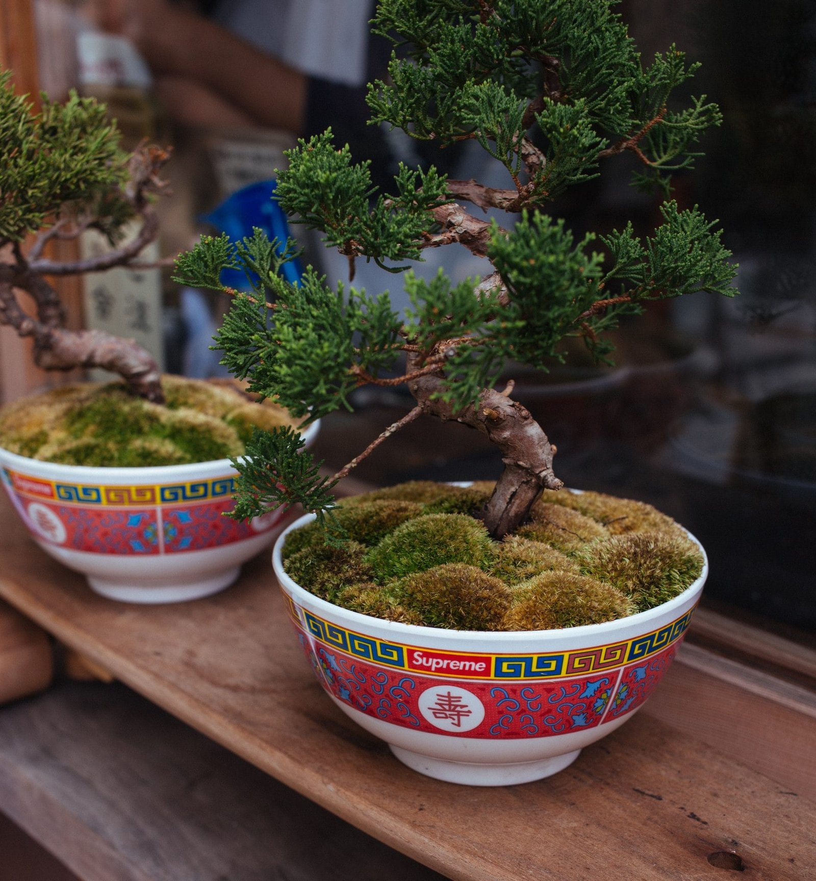 Nurturing a Black Locust Bonsai Tree