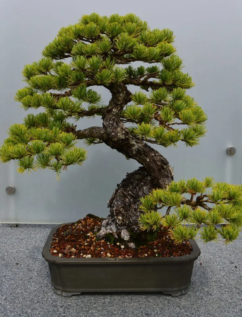 Grevillea robusta Bonsai Tree Care Guide - Bonsai Tree Gardener