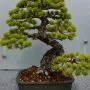 Grevillea robusta Bonsai Tree Care Guide