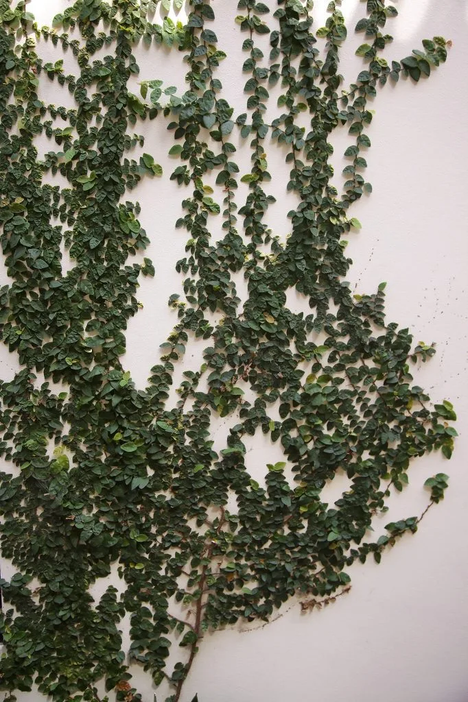 English Ivy Bonsai Tree Care Guide (Hedera helix) - Bonsai Tree Gardener