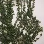 English Ivy Bonsai Tree Care Guide (Hedera helix)
