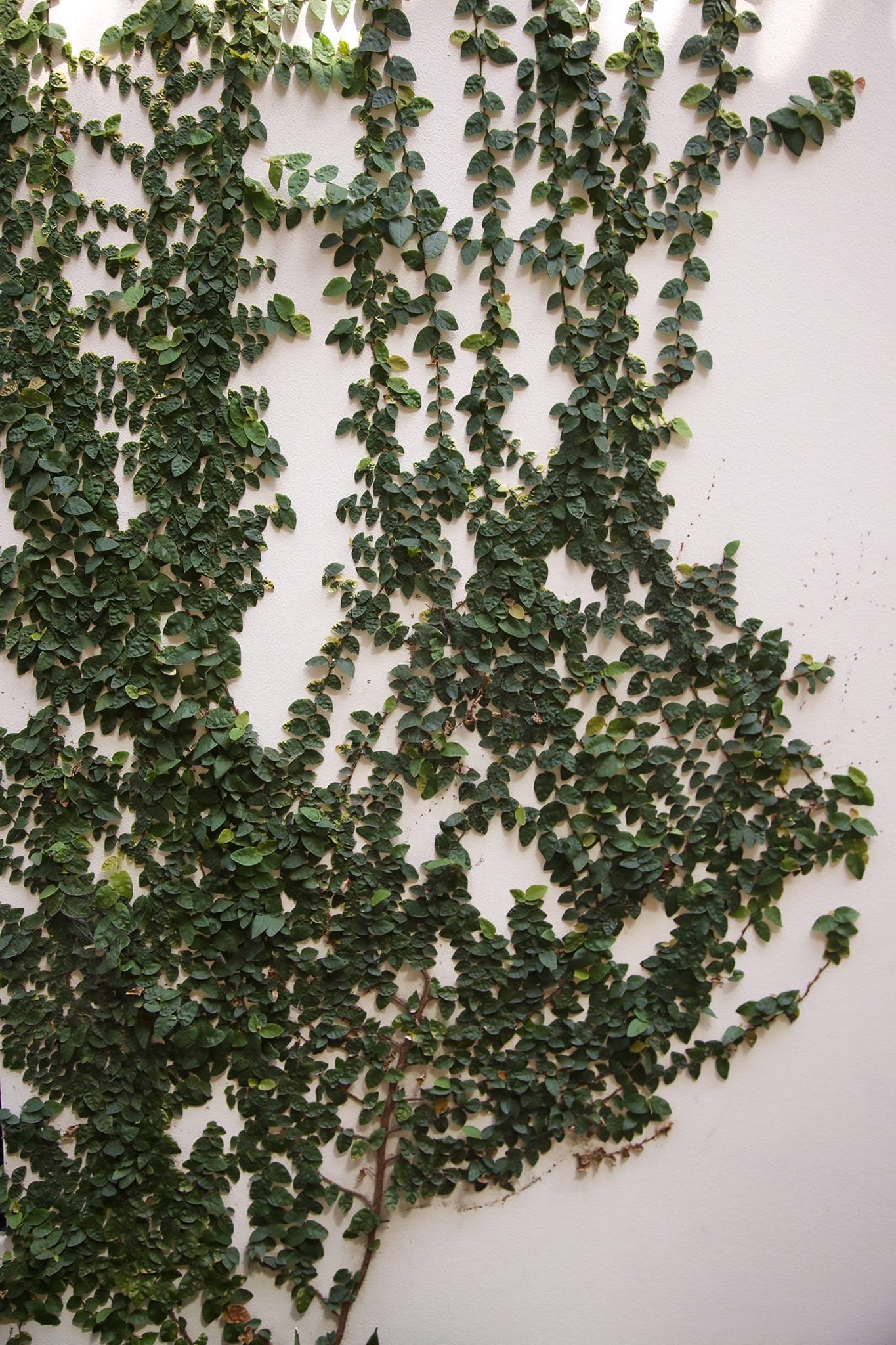 English Ivy Bonsai Tree Care Guide (Hedera helix) - Bonsai Tree Gardener