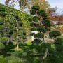 Ilex Bonsai Tree Care Guide