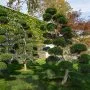 Ilex Bonsai Tree Care Guide