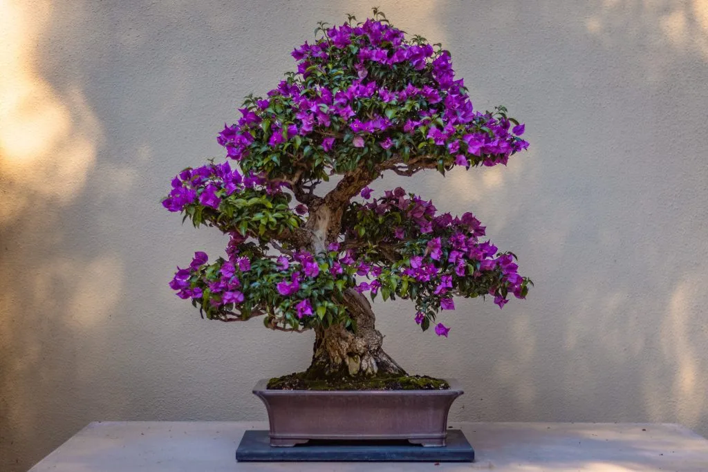 Jacaranda mimosifolia Bonsai Tree Care Guide