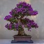 Jacaranda mimosifolia Bonsai Tree Care Guide