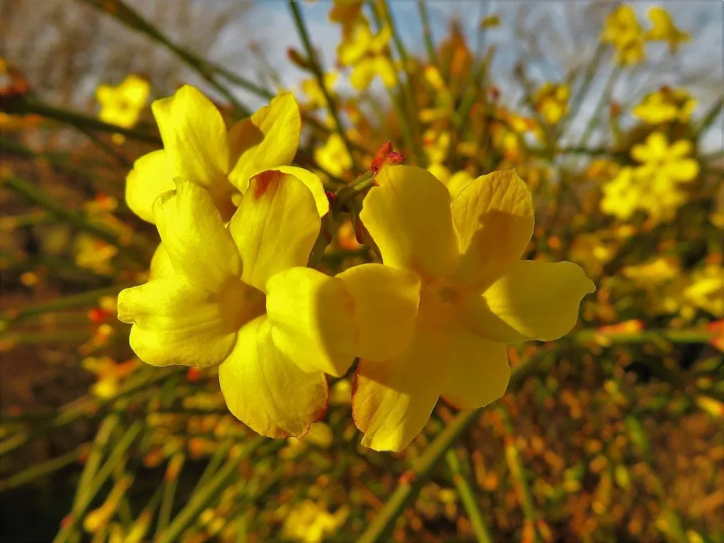 Winter Jasmine Bonsai Tree Care Guide (Jasminum nudiflorum) - Bonsai Tree  Gardener
