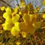 Winter Jasmine Bonsai Tree Care Guide (Jasminum nudiflorum)