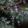 Juniperus californica Bonsai Tree Care Guide