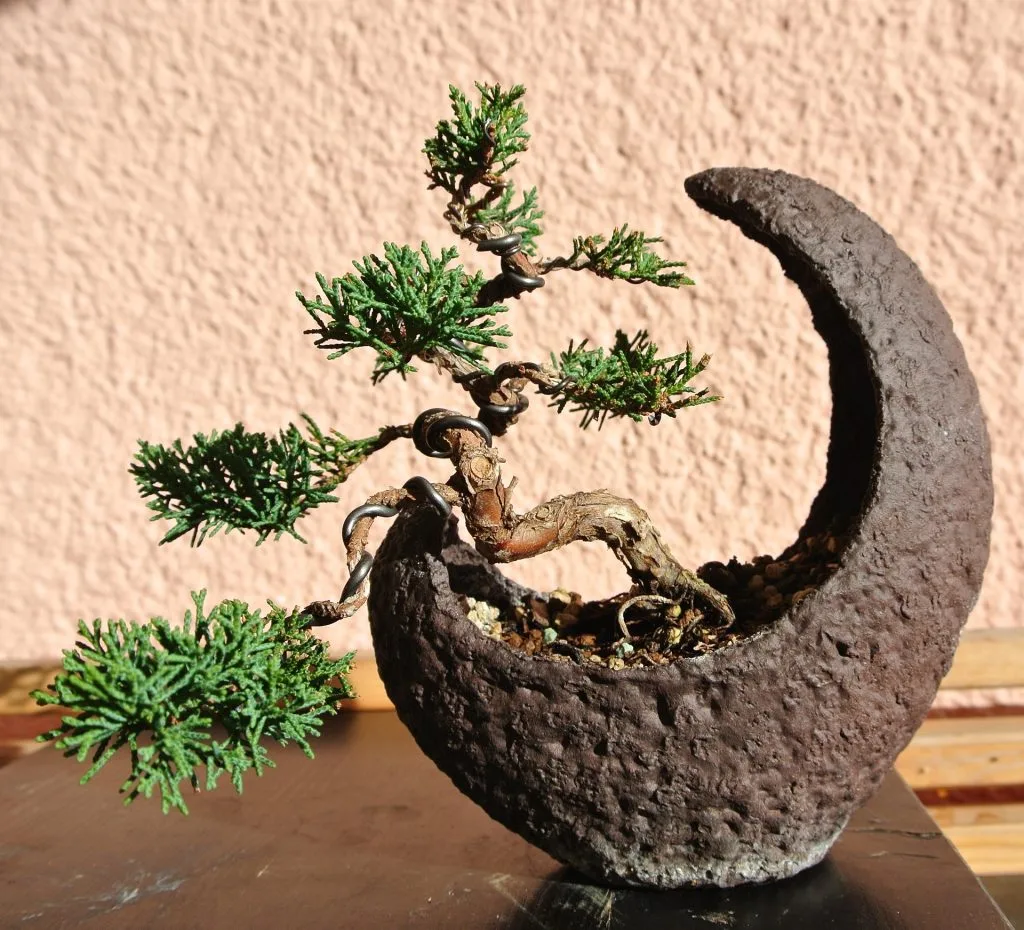 Juniperus virginiana Bonsai Tree Care Guide - Bonsai Tree Gardener