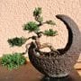 Juniperus virginiana Bonsai Tree Care Guide