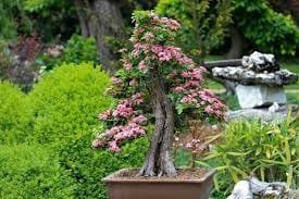 Lantana camara Bonsai Tree Care Guide
