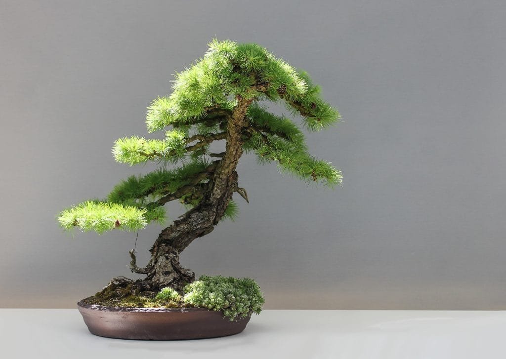 Larix Bonsai Tree Care Guide
