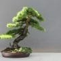 Larix Bonsai Tree Care Guide