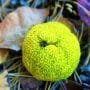 Osage Orange Bonsai Tree Care Guide (Maclura pomifera)
