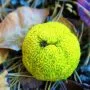 Osage Orange Bonsai Tree Care Guide (Maclura pomifera)