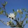 Star Magnolia Bonsai Tree Care Guide (Magnolia stellata)