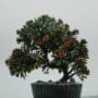 Malpighia Bonsai Tree Care Guide
