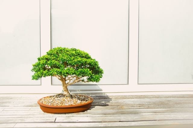 Mango Bonsai Tree Care Guide (Mangifera)