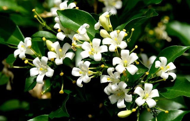 Murraya paniculata Bonsai Tree Care Guide